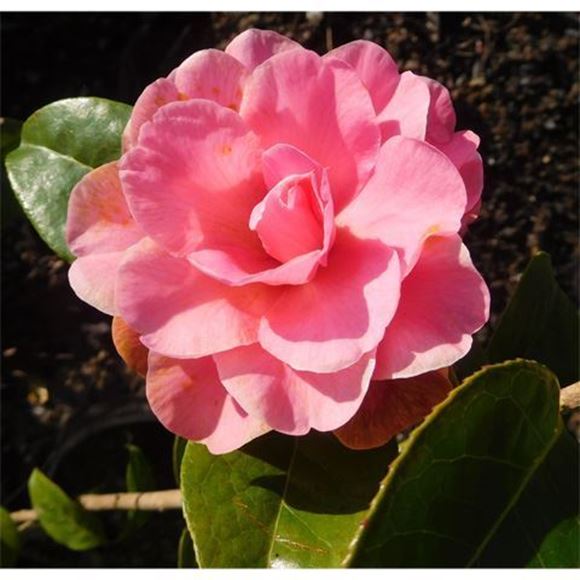Picture of Camellia Plants For Sale - Christchurch Region