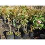 Picture of Camellia Plants For Sale - Christchurch Region