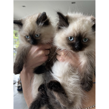 Picture of Purebred ragdoll kittens