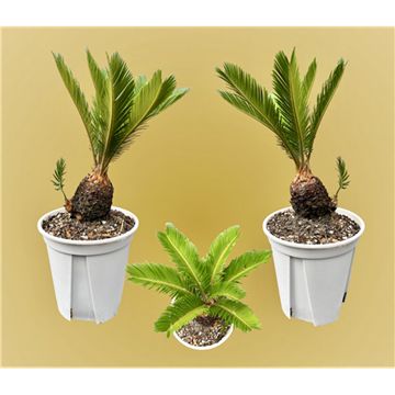 Picture of Cycas revoluta / sage palm/cycad