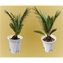 Picture of Cycas revoluta / sage palm /cycad