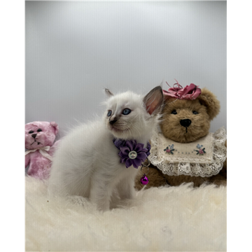 Picture of Purebred registered ragdoll kitten