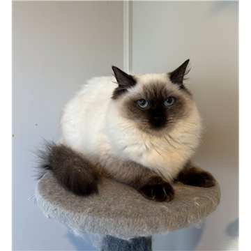 Picture of Purebred seal point ragdoll kitten