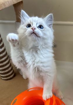 Picture of Lovely Registered Pedigree Purebred Ragdoll Kitten