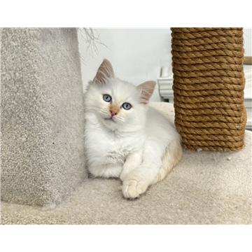 Picture of Gorgeous registered Ragdoll kitten