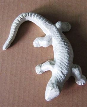 Picture of White Lizard